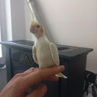 عروس هلندی نرم خور  جفت مولد