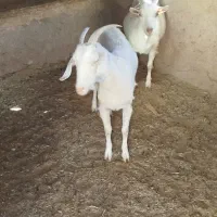 بز سانن فروشی|حیوانات مزرعه|خواف, |دیوار