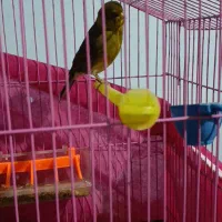 فروش فوری تعدادی قناری|پرنده|پاسارگاد, |دیوار