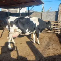 گاو هلشتاین شیری|حیوانات مزرعه|آق قلا, |دیوار