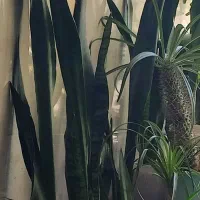 فروش گل های طبیعی زینتی در بدره|گل و گیاه طبیعی|بدره, |دیوار