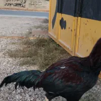 خروس و مرغ لاری|حیوانات مزرعه|شیراز, گویم|دیوار