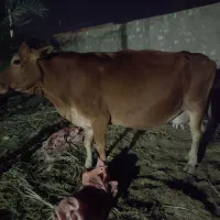 گاوجرسی اصل