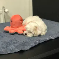 واگذاری رایگان