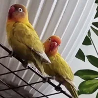 جفت کوتوله برزیلی|پرنده|شاهین‌شهر, شهرک هشت بهشت|دیوار