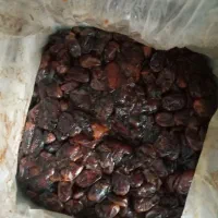 خرما|خوردنی و آشامیدنی|کاکی, |دیوار