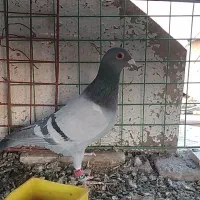 پرنده|پرنده|اسفراین, |دیوار