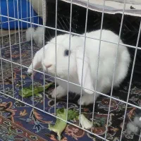 خرگوش لوپ سفید