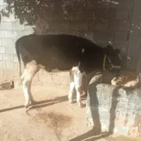 گوساله ماده شنگل