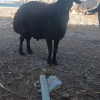 قوچ قره قزل ۳ساله