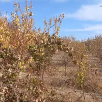 هرس و نظارت بر امور باغبانی|خدمات باغبانی و درختکاری|شهرکرد, |دیوار