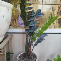 گل های آپارتمانی شاداب و مناسب|گل و گیاه طبیعی|برازجان, |دیوار