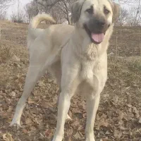 ماده جوان جنس توله بدیش عالیه