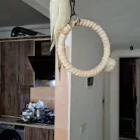 گمشده عروس هلندی