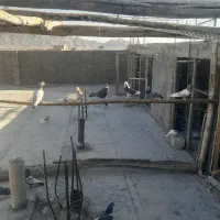 پرنده رنگی|پرنده|مبارکه, |دیوار