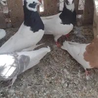 سلام گبوترطوقی