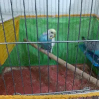 مرغ عشق|پرنده|شیراز, کوشک میدان|دیوار