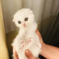 گربه اسکاتیش