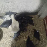 جوجه ایام سمانی فول