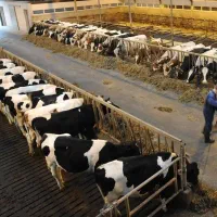 استخدام یک نفر کارگر همه‌فن‌حریف در گاوداری خرمدره