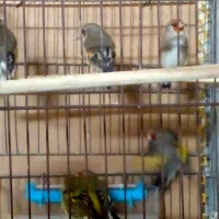 پرنده سهره|پرنده|قم, نخودی|دیوار