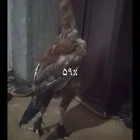 خروس‌لاری