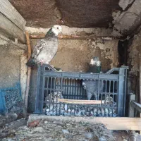 کبوتر تهرانی|پرنده|هندمینی, |دیوار