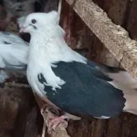 کبوتر گمشده