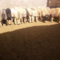 بره نر چاق کشتنی