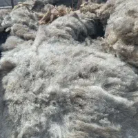 پشم گوسفند برای تشک و بالش