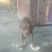 حیوان سگ،کن