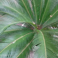 گل سیگاس نر|گل و گیاه طبیعی|رشت, نظری|دیوار