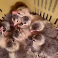 جوجه غاز با کیفیت و سالم|حیوانات مزرعه|چمستان, |دیوار