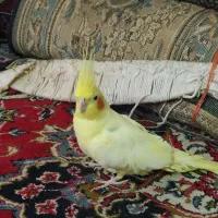 عروس هلندی. ماده