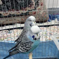 مرغ عشق انگلیسی