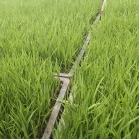 سینی نشا  طارم هاشمی