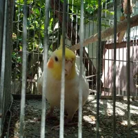 دو عدد عروس هلندی|پرنده|کلارآباد, |دیوار