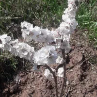 طلای دست دوم  حدود ۶۵گرم به قیمت تابلو بدون سود