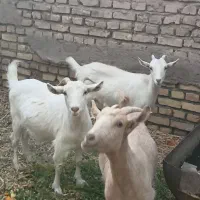 ۳ تا بز دورگه سانن