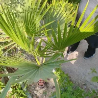 طبیعی جنگلی قورباغه ای راکتی نهال درخت گل و گیاه|گل و گیاه طبیعی|تهران, سید خندان (جلفا)|دیوار