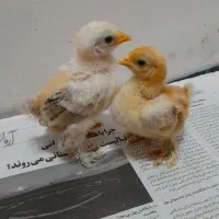 جوجه کوشین پرسلن و کوکو|حیوانات مزرعه|رشت, پورسینا|دیوار
