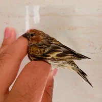 سهره گلبسر ماده