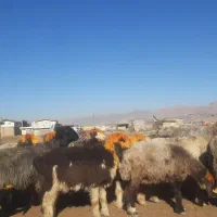 میش داشتی|حیوانات مزرعه|اندیمشک, |دیوار