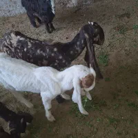 فروش بز پاکستانی خورموج