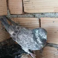 کبوتر پرشی|پرنده|بدره, |دیوار