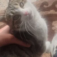 گربه خونگی خیلی اروم و مهربون