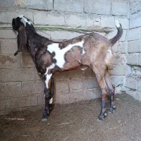 گل گلی پنجاپ