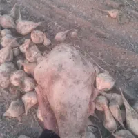 چغندر|لوازم جانبی حیوانات|مشهد, کلاهدوز|دیوار