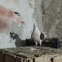 حیون شب گیری|حیوانات|شاهرود, |دیوار