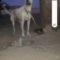 سگ نگهبان توله